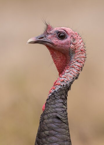 Wild Turkey