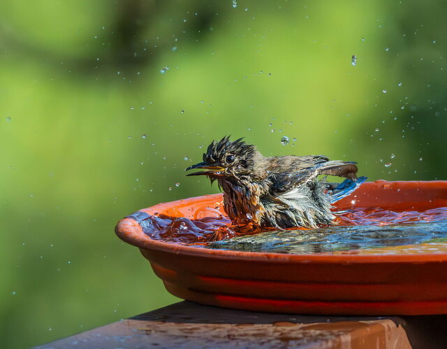 BATHING.jpg