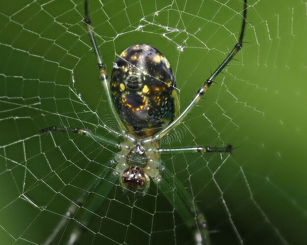 From underneath the spider web.jpg
