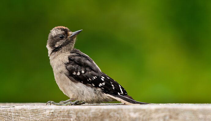 Juvenile Woodpeckers