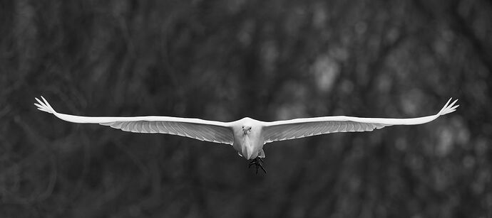 Great Egret 96.jpg