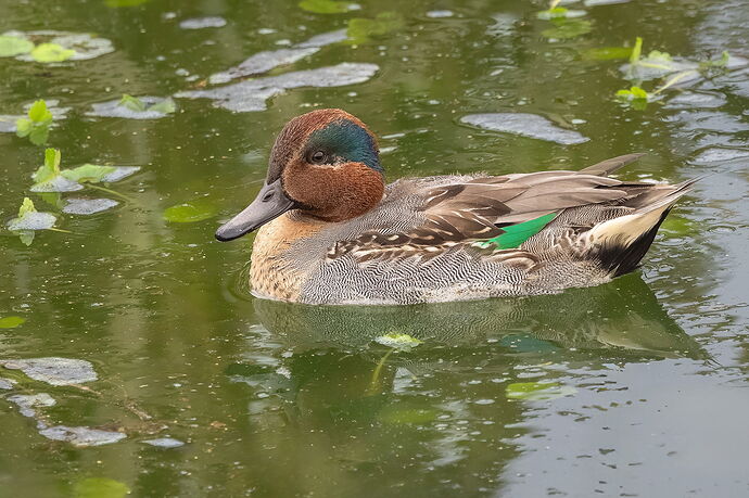 Green-winged Teal-NPN2