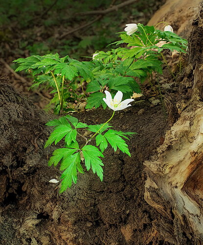 Copy of Kathrin's Flower and Tree Stump
