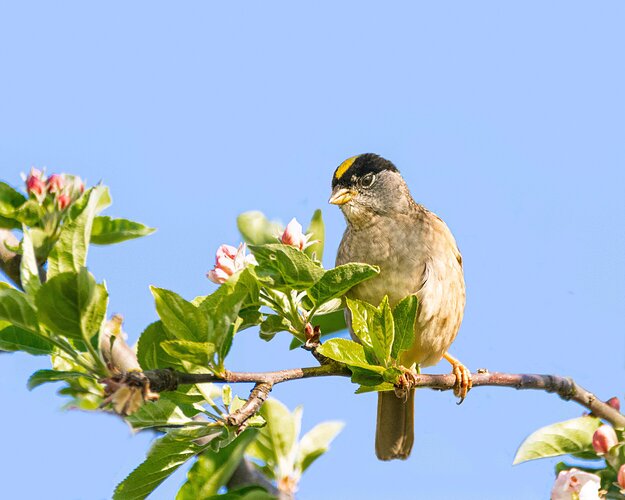 Golden-crowned Sparrow-NPN