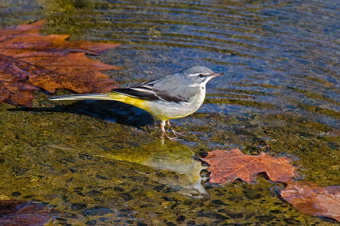 Grey-Wagtail.jpg