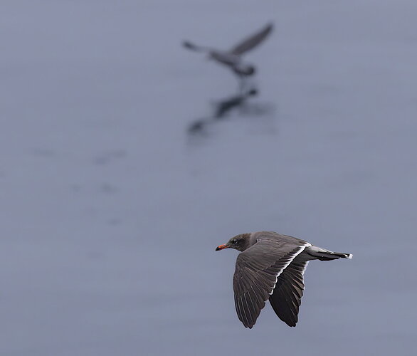 Heermann's Gull--AS edit