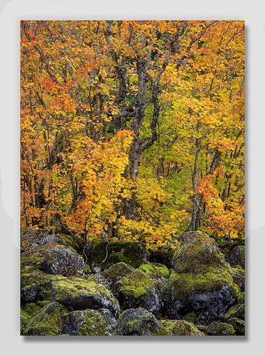 20251017 Splattered Boulders2