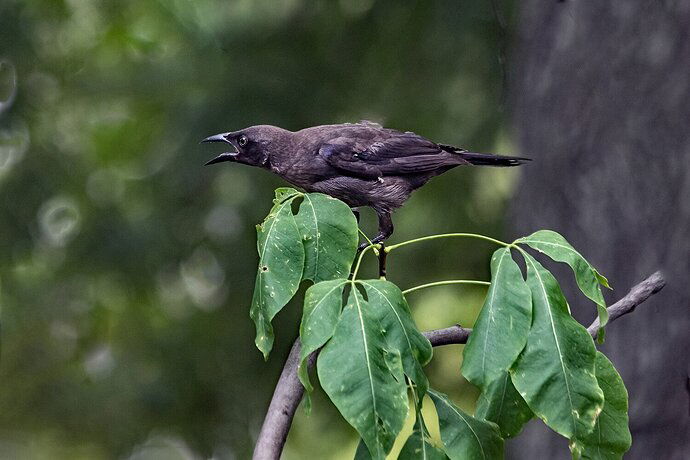 Common Grackle