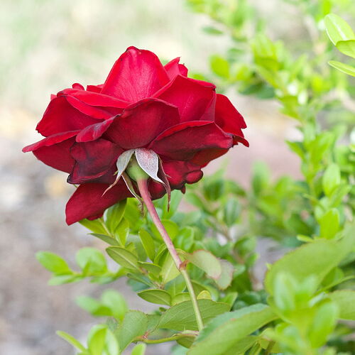 Rose.jpg