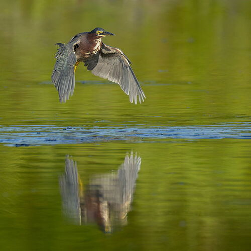 Green Heron 95.jpg