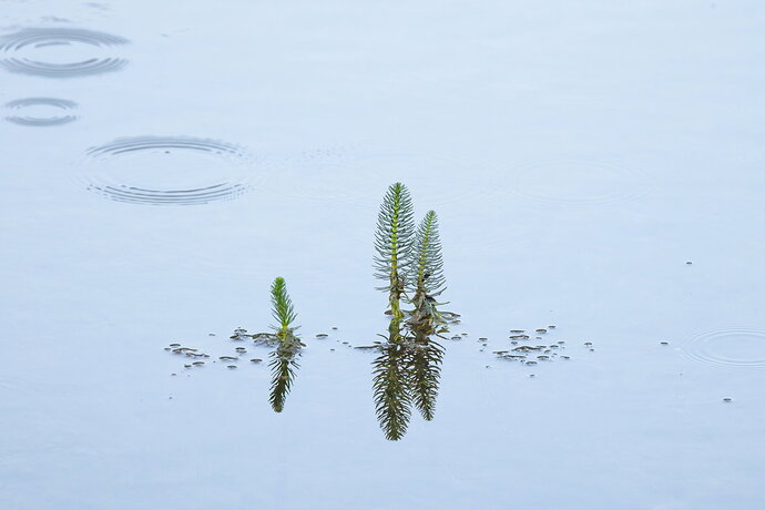 Original - Rainy Morning on Slate River Pond.jpg