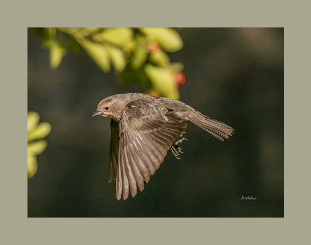 Brown-Headed Cowbird in Flight