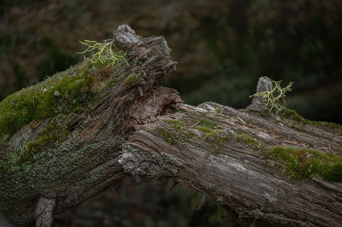 Along a Broken Log no vignette