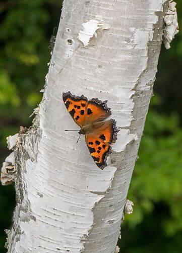 Scarce Tortoiseshell