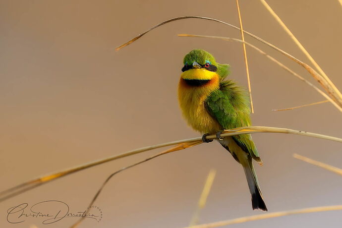 NPN_BLUE_BREASTED_BEE_EATER_PORTRAIT_CSD1988.jpg