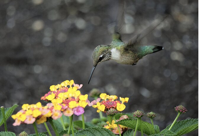 07-30-22-Hummingbird 2b