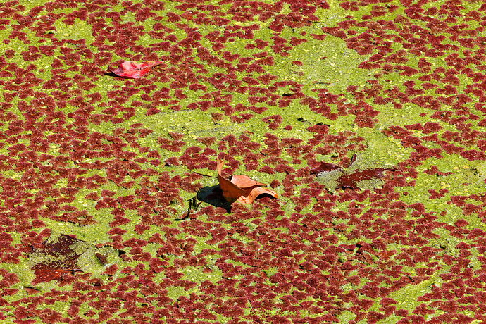 Duckweed and Algae.jpg