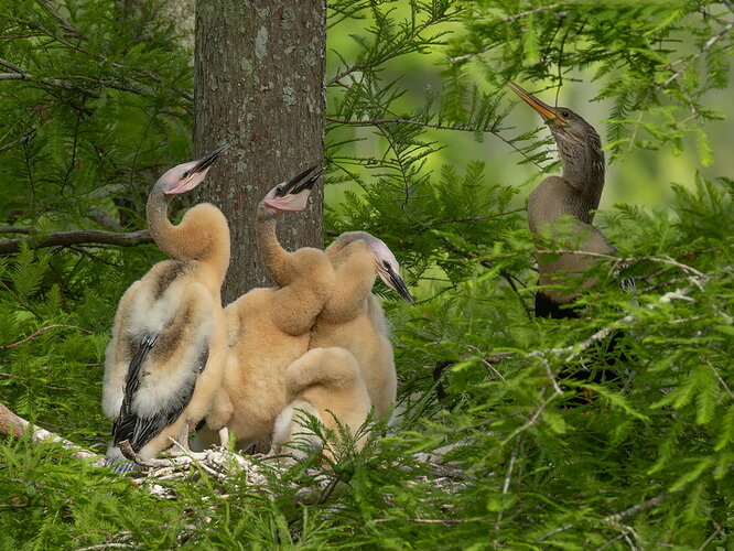 Anhinga 1.jpg