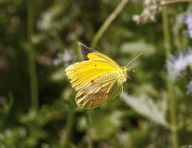 Original - Sleepy orange wing structure.jpg