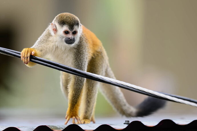 NPN_SQUIRREL_MONKEY_ON_ROOF_FTU5754_2.jpg
