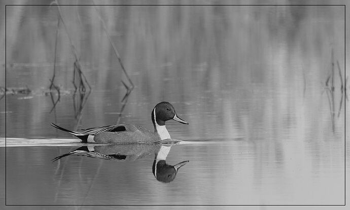 Northern Pintail-NPN-WC.jpg