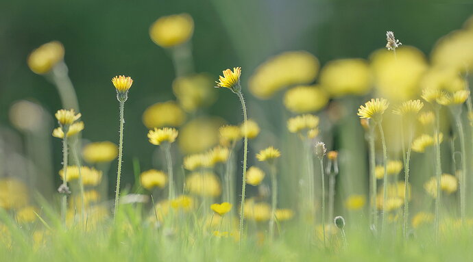 Celandine-Meadow-6-ntl