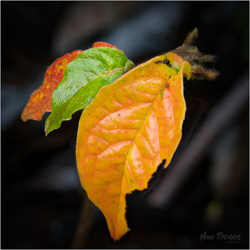 Original - Autumn Colours.jpg
