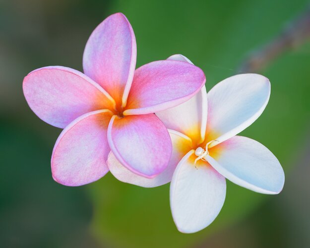 STT_March_16-_2020_237_CCLum-2