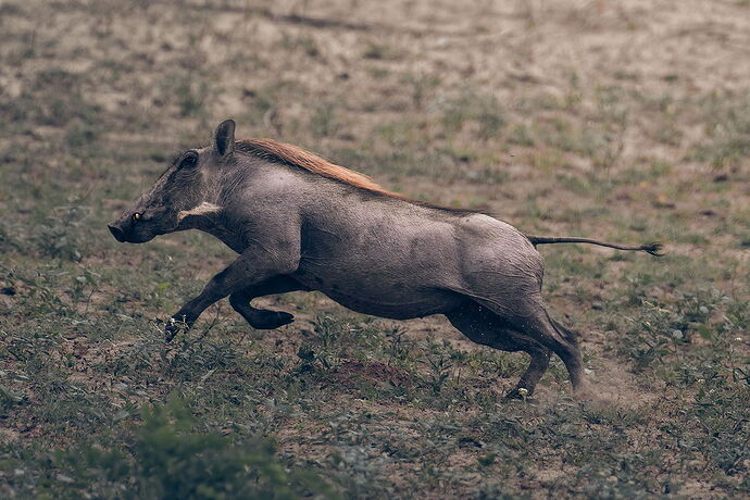 20251012_Africa_SabiSandsGameReserve_4429-001.jpg