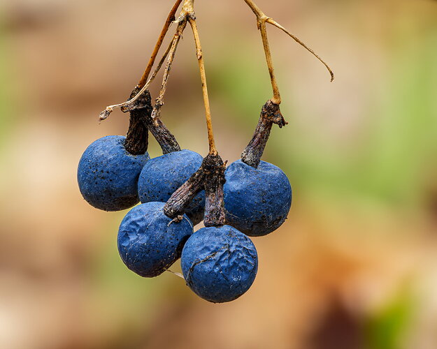 BlueCohoshNPN