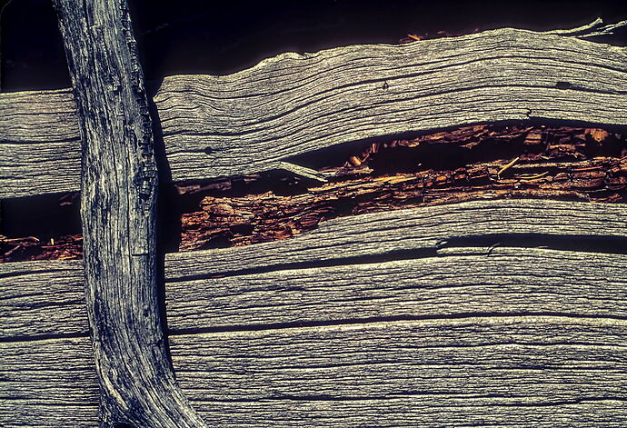 bark 1 copy_DxO-2.jpg