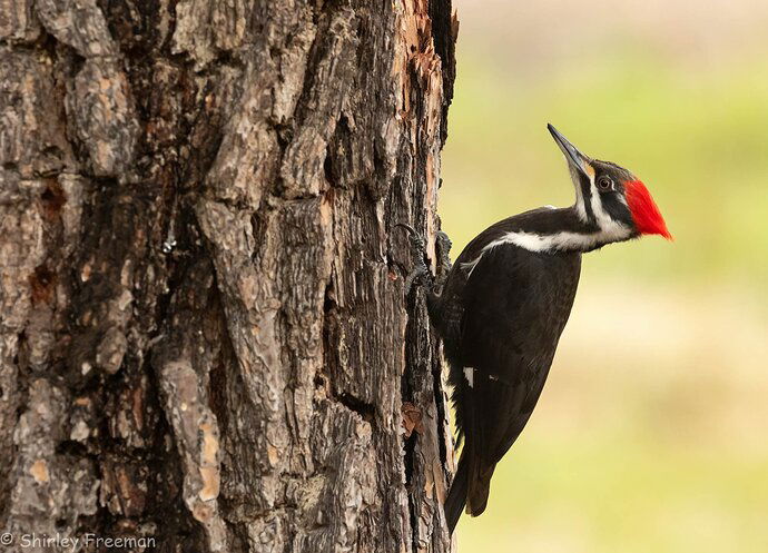 Pileated Woodpecker