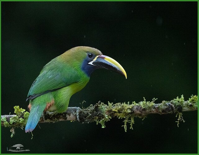 Emerald Toucanet