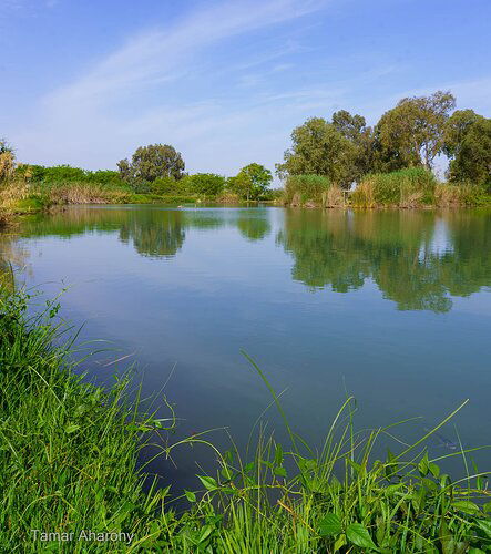 small pond