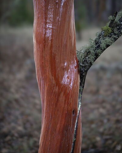 20241213-_7CR6537-Manzanita for NPN.jpg