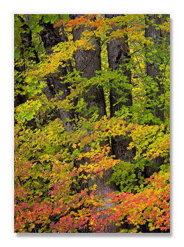 20251017 Laffy Taffy