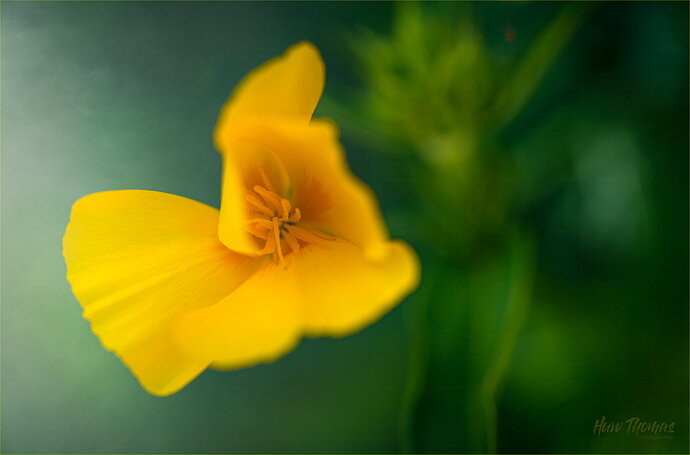 Original - yellow flower20250812-DSC02131-Edit.jpg