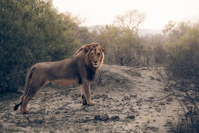 20251012_Africa_SabiSandsGameReserve_3208-001.jpg