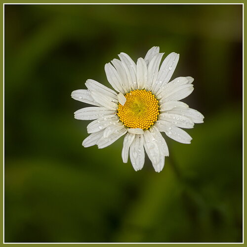 Daisy-NPN.jpg