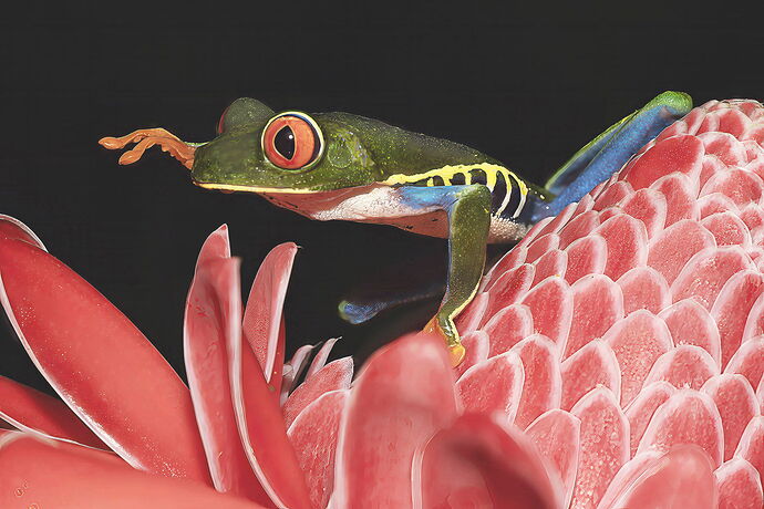 Red Green Tree Frog 2 DeepPRIME 3 copy 2.jpg