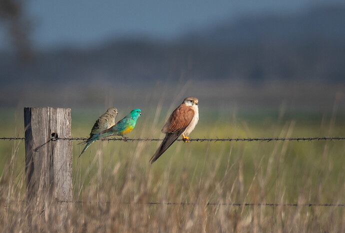 Kestrel with two unusual friends