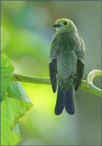 -20240229-_A1_6135-Costa Rica-Enhanced-NR-Edit-Edit