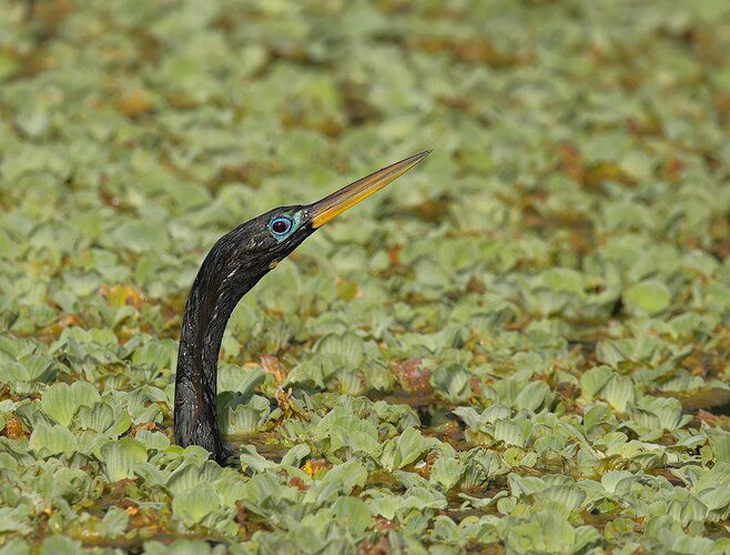 Anhinga In Water Lettuce.jpg