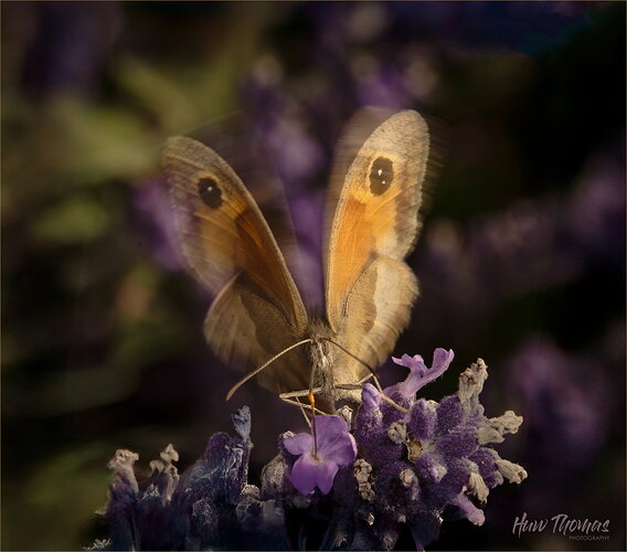 Original - Gatekeeper Flutterby DSC04367.jpg