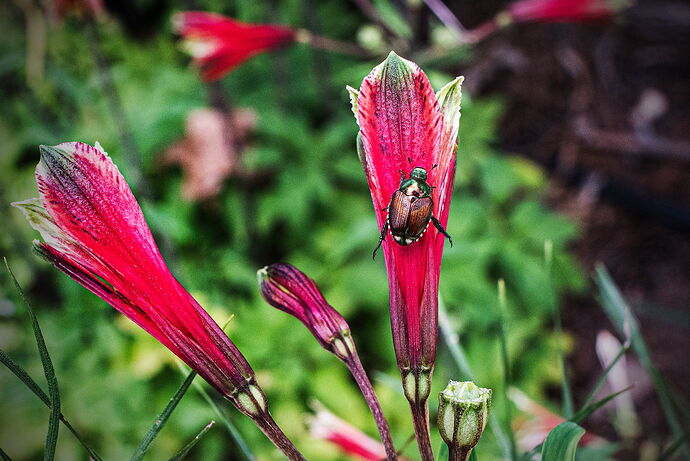 Japanese Beetle.jpg