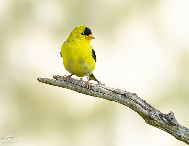 Goldfinch on a Stick