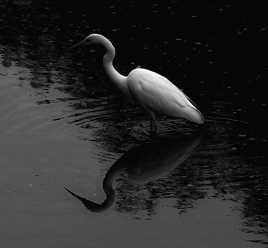 Low Key Egret.jpg