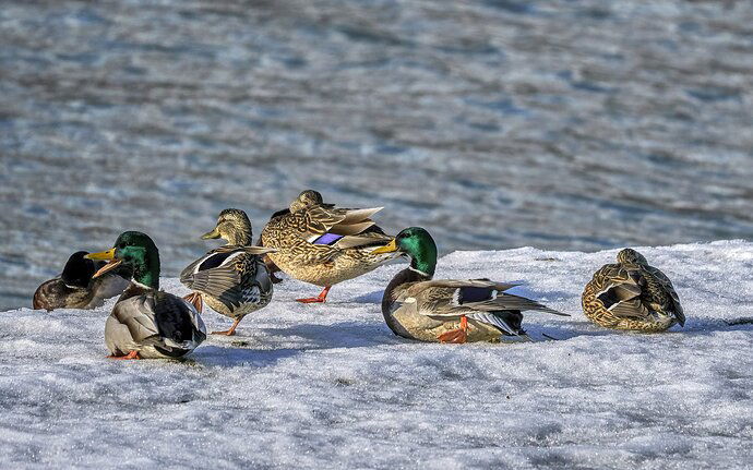 The Cold Foot Gang