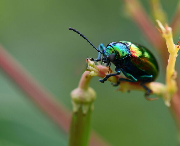 Dogbane beetle, August.jpg