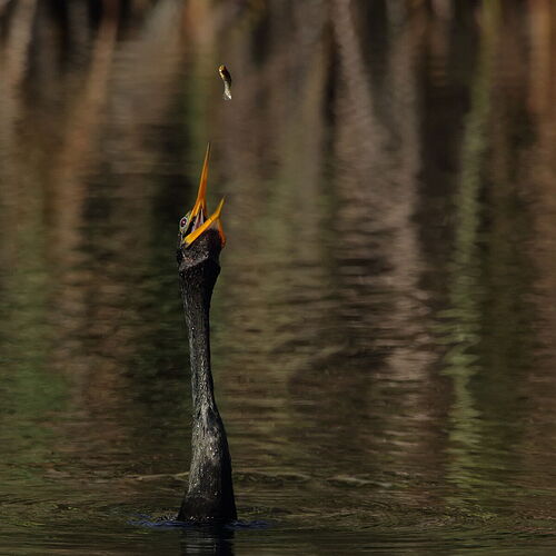 Anhinga - NPN 5